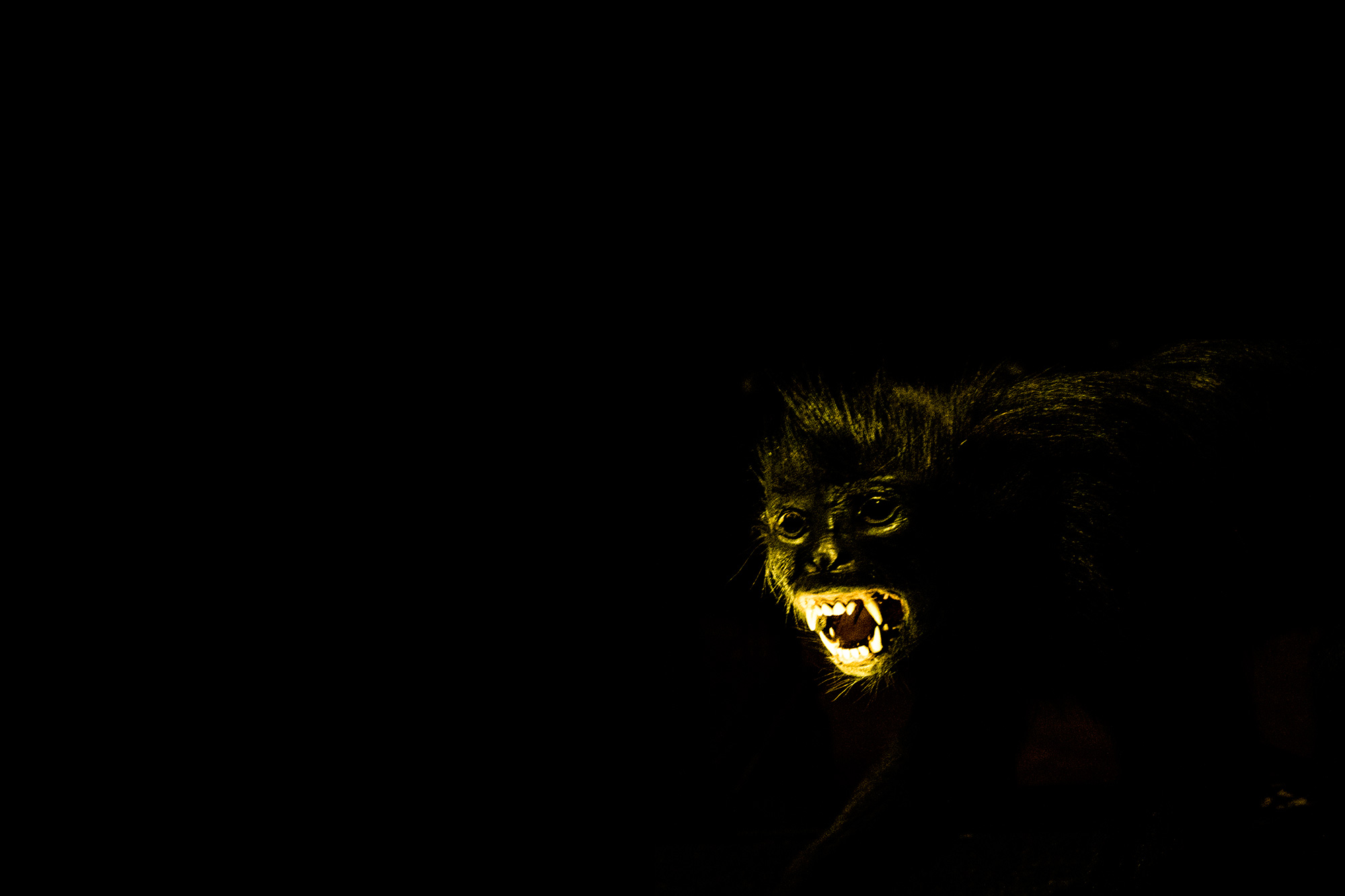 monkey-museum-histoire-naturelle-paris-1
