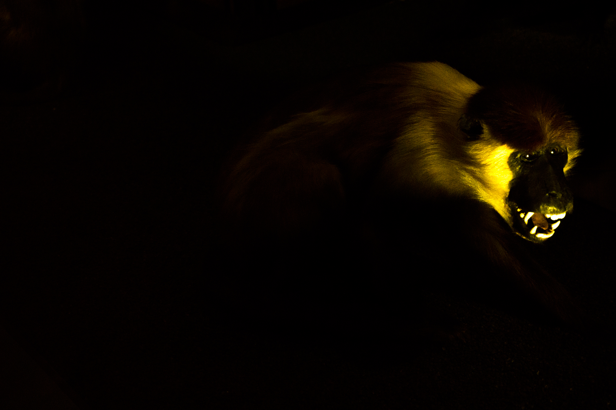 Photography of a monkey in the Museum of Natural History in Paris